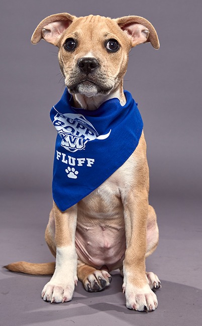 Puppy Bowl XVI